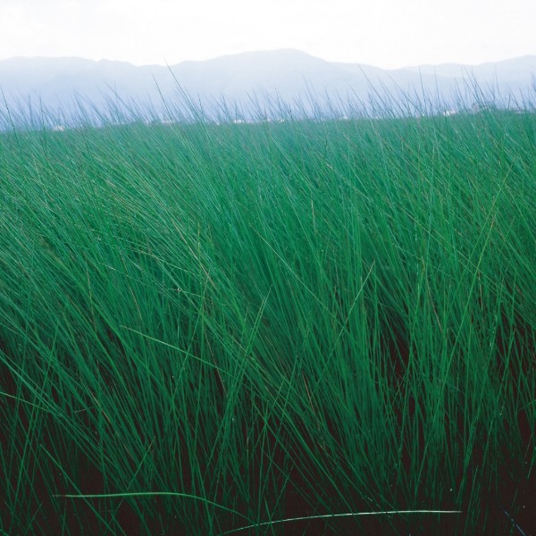 国産い草で作った 「畳ヨガマット(SAKURA.FUJI)」